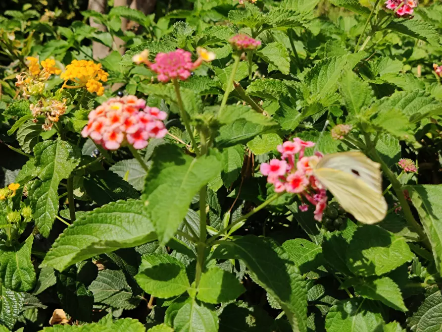 Immagine 58 di Villa in vendita  a Castellammare Del Golfo
