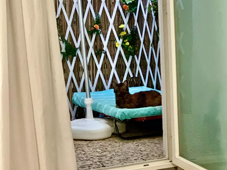 Immagine 15 di Terratetto in vendita  a Arcola