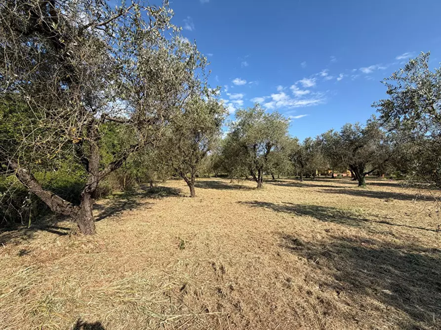 Immagine 2 di Terreno agricolo in vendita  a Castelnuovo Magra