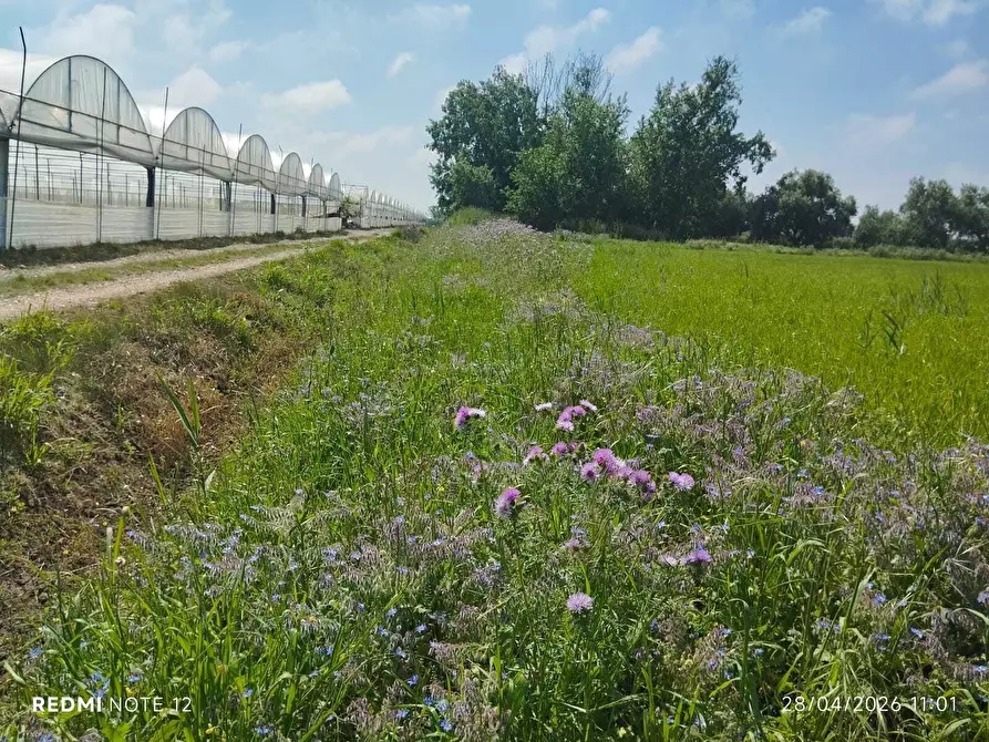 Immagine 11 di Terreno agricolo in vendita  in via bernardo tanucci a Eboli