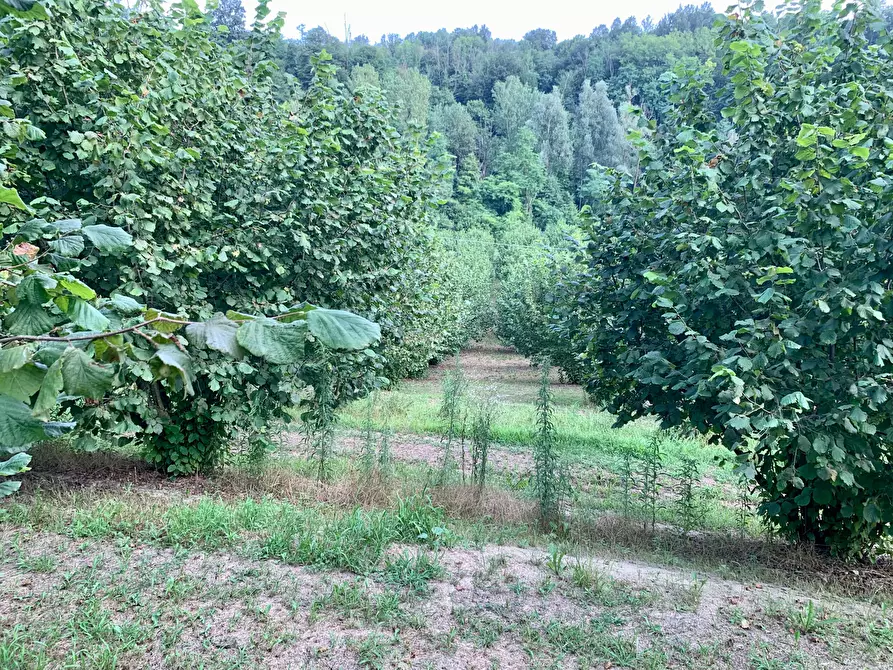Immagine 5 di Terreno agricolo in vendita  in Borgata Pianezzo 102 a Dogliani
