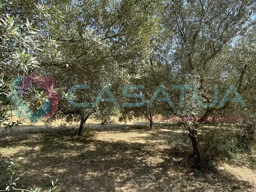 Immagine 6 di Terreno agricolo in vendita  in Contrada Piomba 22 a Silvi