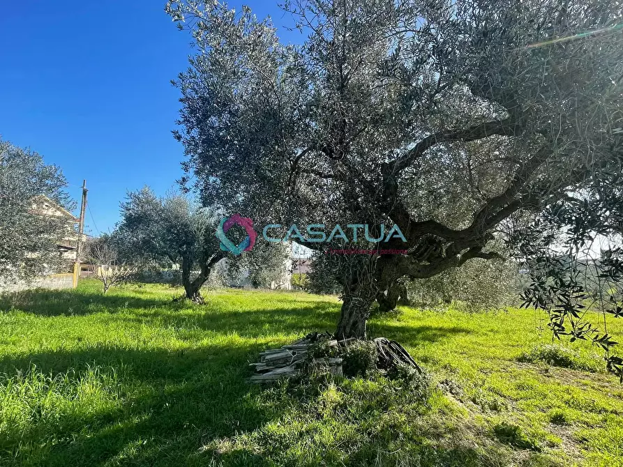 Immagine 34 di Terreno agricolo in vendita  a Silvi