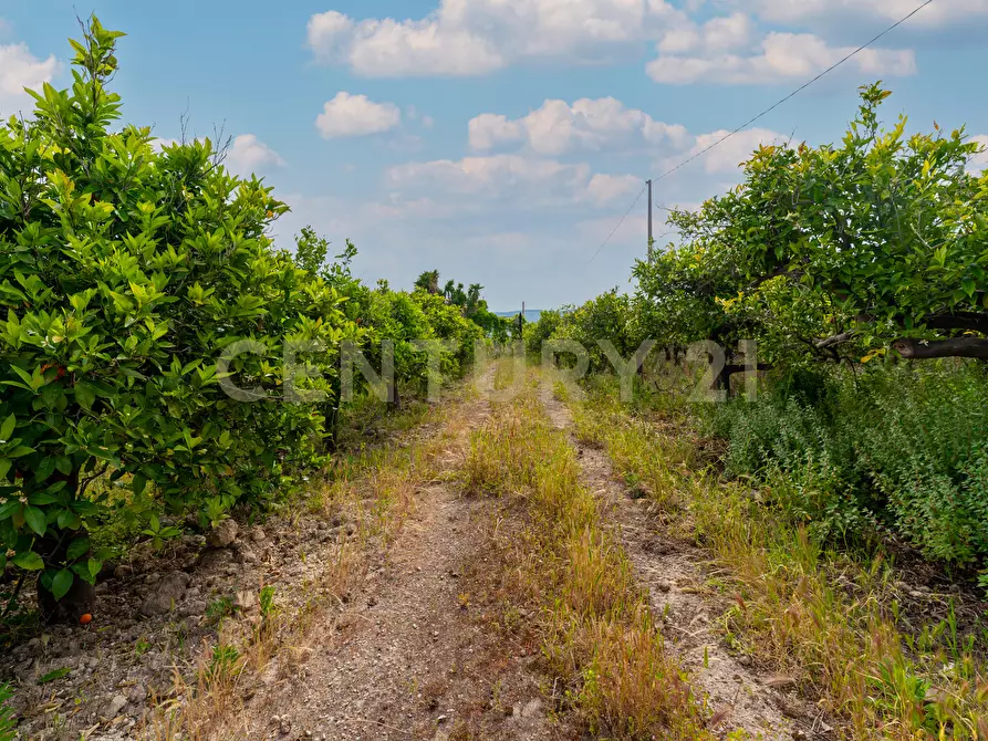 Immagine 23 di Rustico / casale in vendita  in Strada Provinciale 92 92 a Francofonte