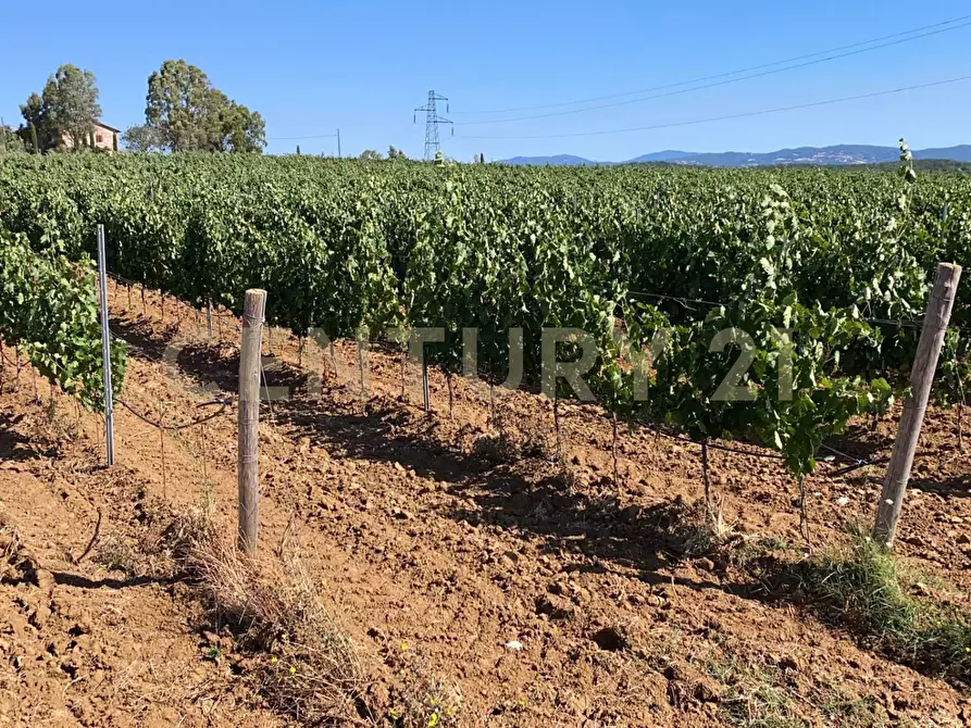 Immagine 33 di Rustico / casale in vendita  a Gavorrano