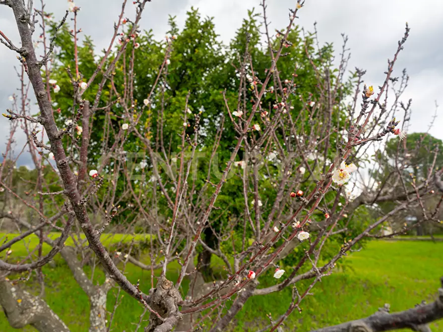 Immagine 35 di Casa indipendente in vendita  in Via Armando Diaz 83 a Zafferana Etnea