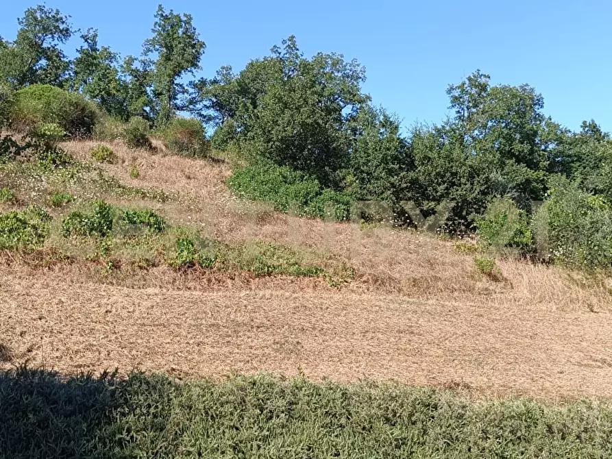 Immagine 25 di Rustico / casale in vendita  a Manciano