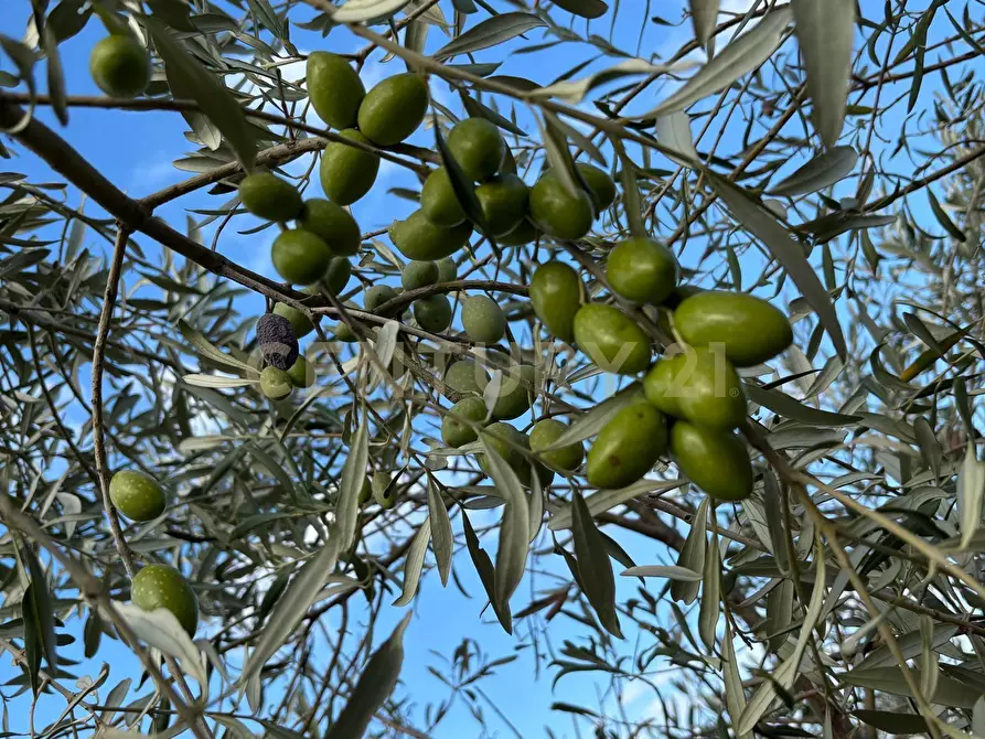 Immagine 33 di Rustico / casale in vendita  in strada provinciale 104 a Modica