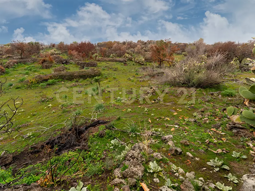 Immagine 20 di Terreno agricolo in vendita  in Via Santa Maria di Licodia a Belpasso