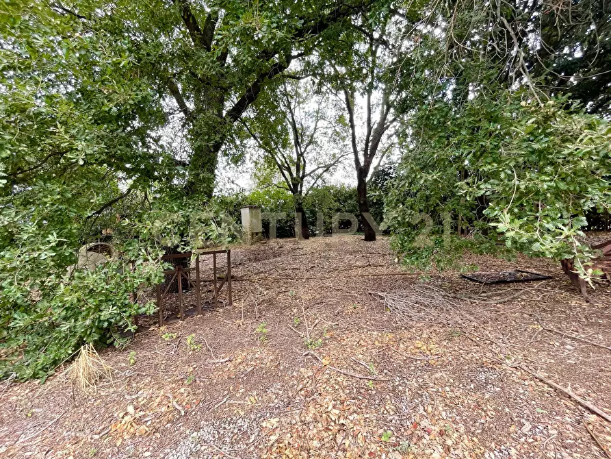 Immagine 18 di Rustico / casale in vendita  in località quarto albegna snc a Manciano