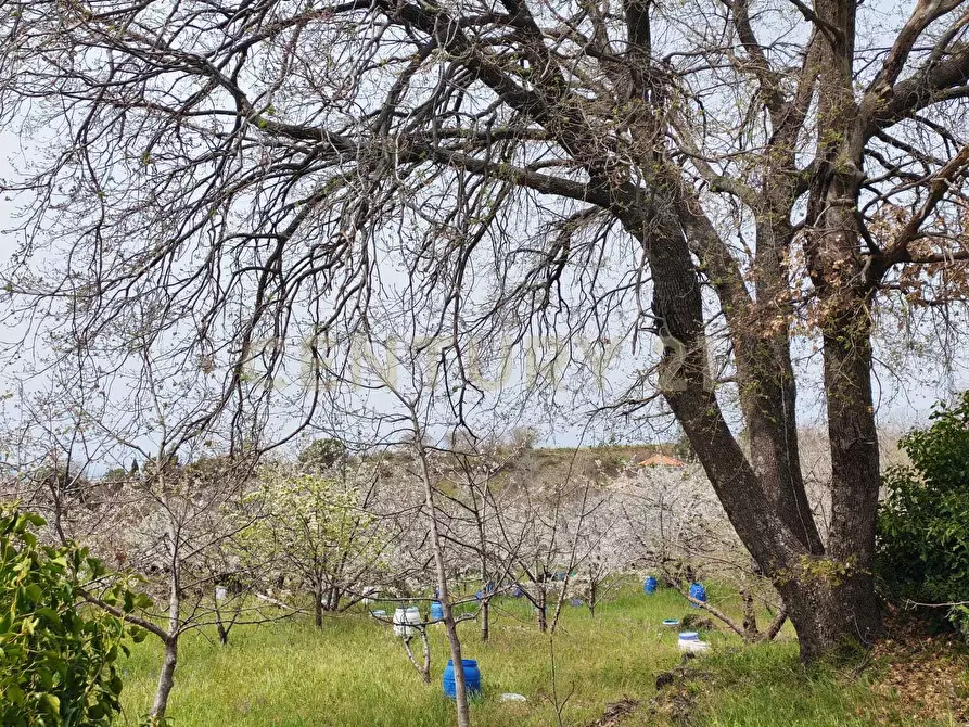 Immagine 26 di Terreno agricolo in vendita  in BIANCAVILLA a Catania