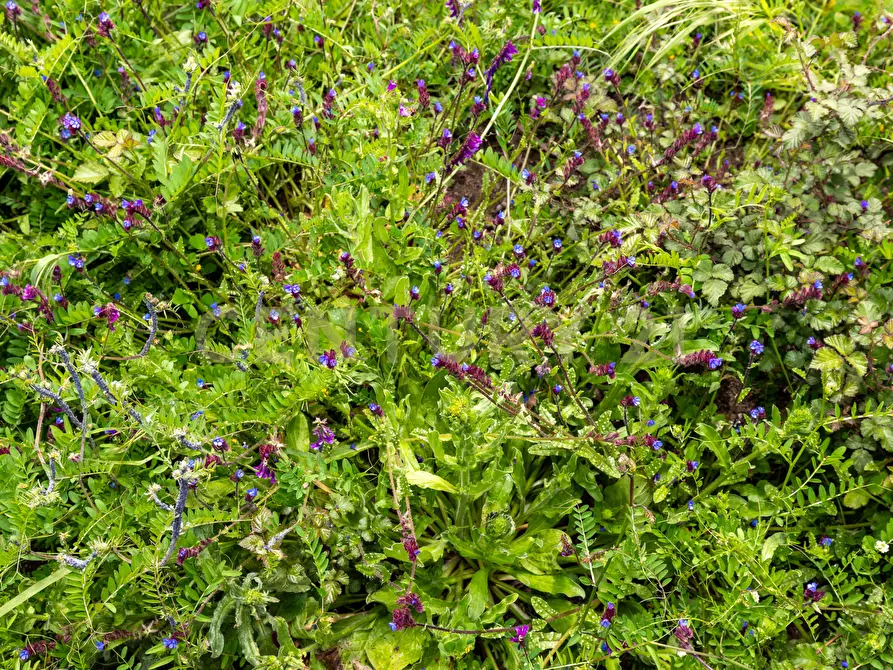 Immagine 14 di Terreno industriale in vendita  in Via dei Belfiore 4 a Valverde