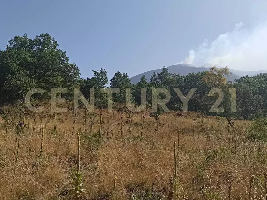 Immagine 7 di Terreno agricolo in vendita  in C.da Filiciusa a Biancavilla