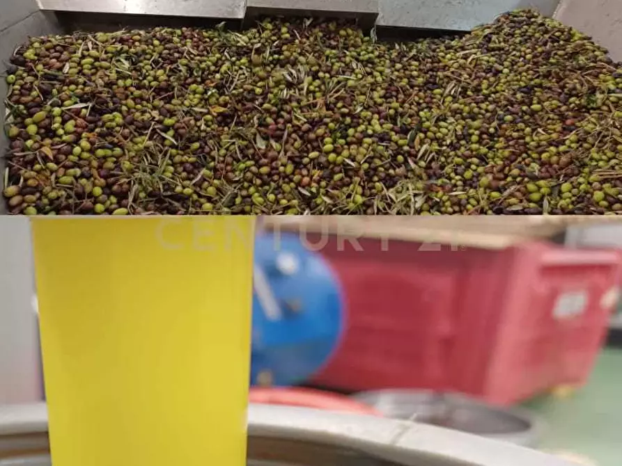 Immagine 4 di Terreno agricolo in vendita  in Contrada Agnelleria a Belpasso