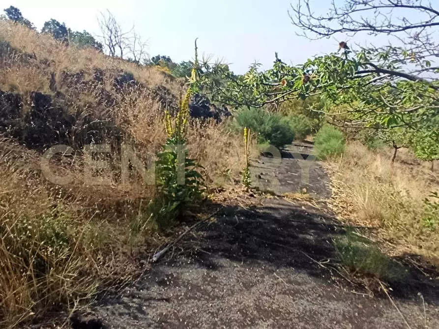 Immagine 13 di Terreno agricolo in vendita  in C.da Filiciusa a Biancavilla