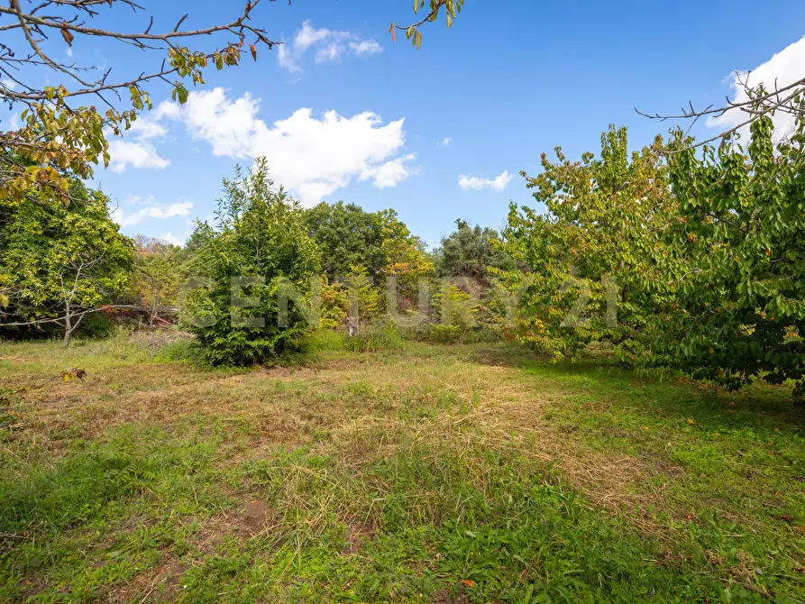 Immagine 25 di Villa in vendita  in Contrada Scolaro Cisterna a Adrano