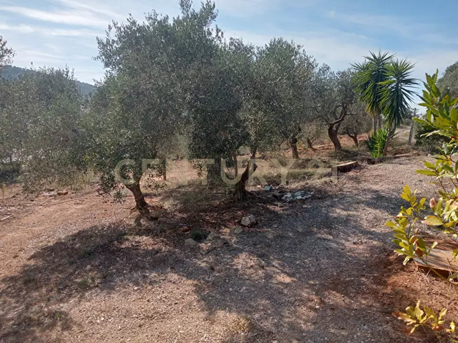 Immagine 6 di Terreno agricolo in vendita  in via provinca a Orbetello