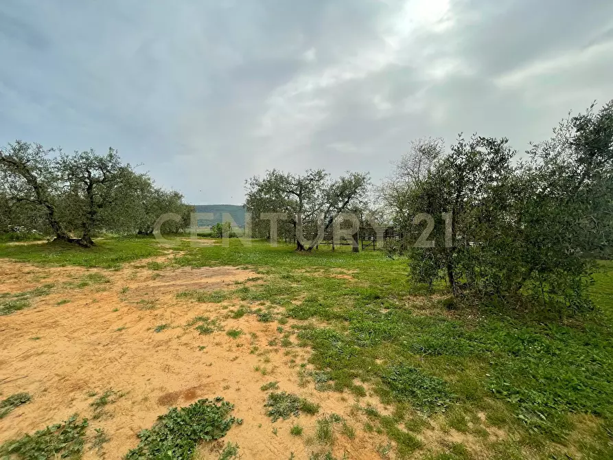 Immagine 9 di Casa indipendente in vendita  in Strada del Priorato a Orbetello