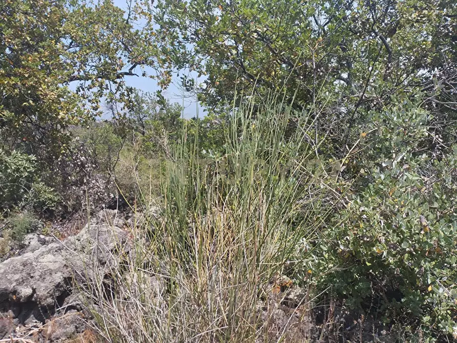 Immagine 13 di Terreno agricolo in vendita  in CONTRADA MANGIONE snc a Catania