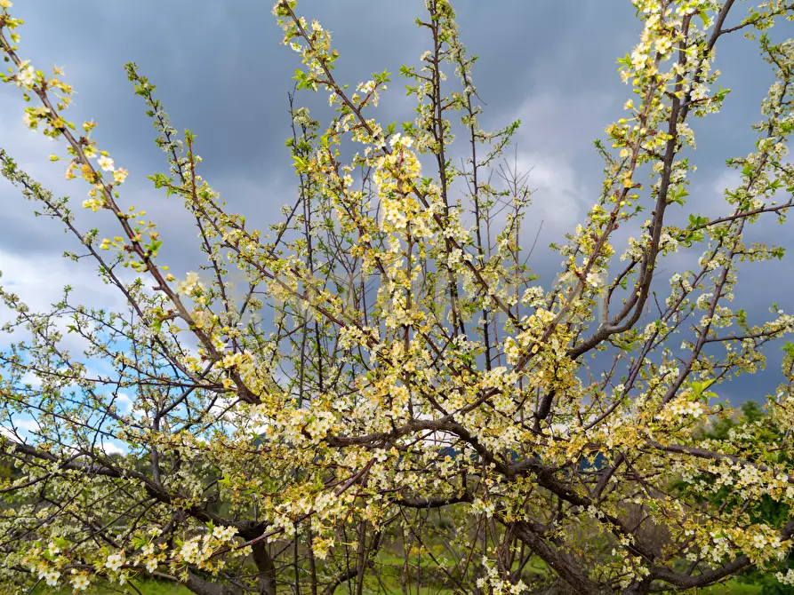 Immagine 40 di Casa indipendente in vendita  in Via Armando Diaz 83 a Zafferana Etnea
