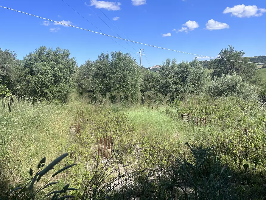 Immagine 5 di Terreno agricolo in vendita  in loc. la campigliola a Manciano