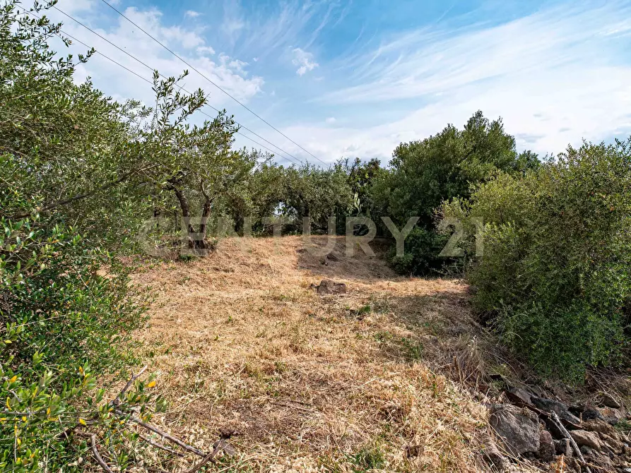 Immagine 55 di Terreno agricolo in vendita  in Via San Leo a Adrano