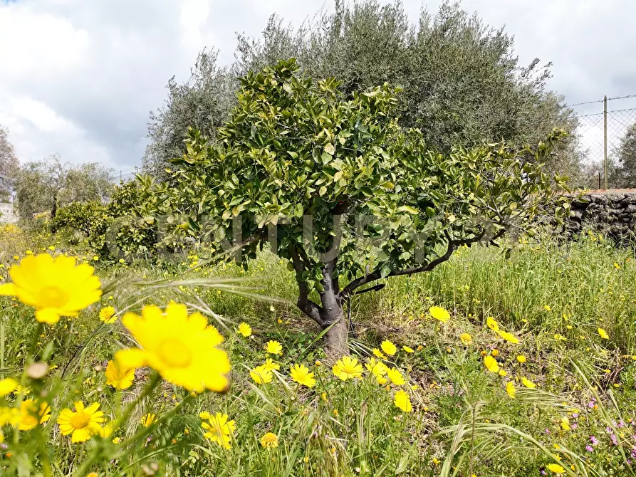 Immagine 3 di Terreno agricolo in vendita  in Contrada malvezzaro a Santa Maria Di Licodia