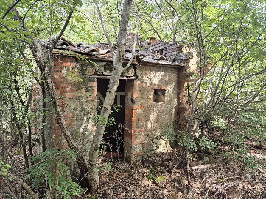 Immagine 9 di Terreno agricolo in vendita  in località la vena snc a Civitella Paganico
