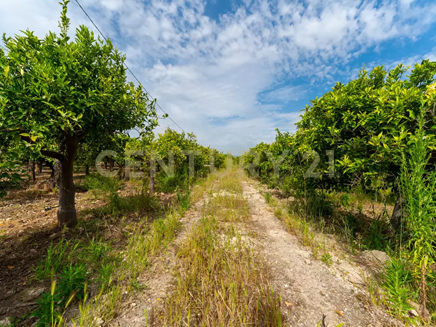 Immagine 26 di Rustico / casale in vendita  in Strada Provinciale 92 92 a Francofonte