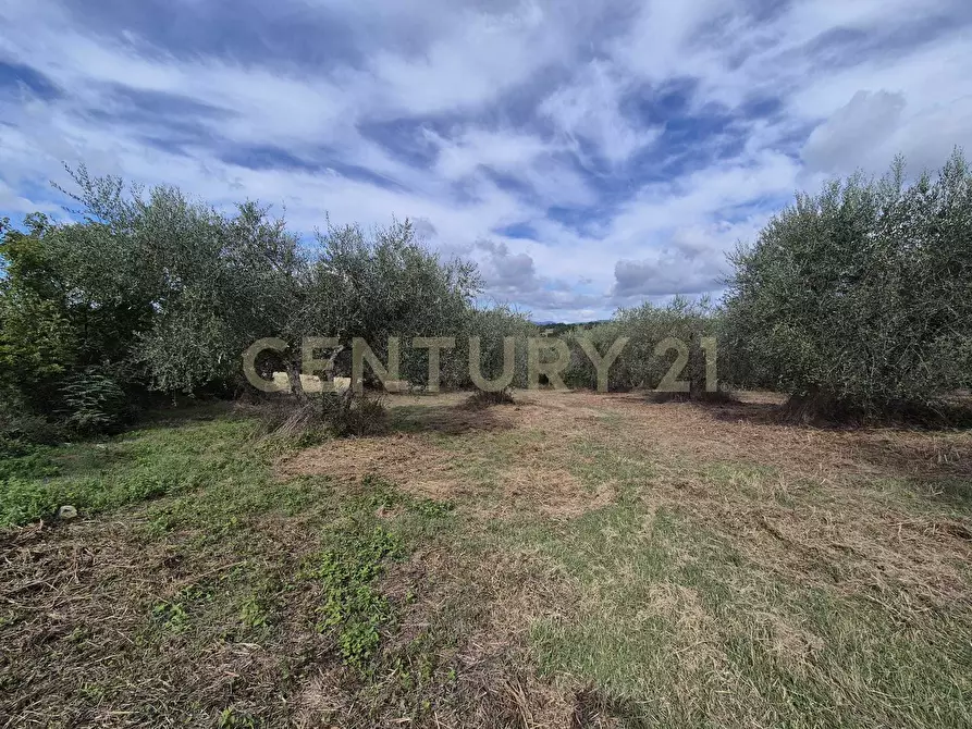 Immagine 10 di Terreno agricolo in vendita  in località la vena snc a Civitella Paganico