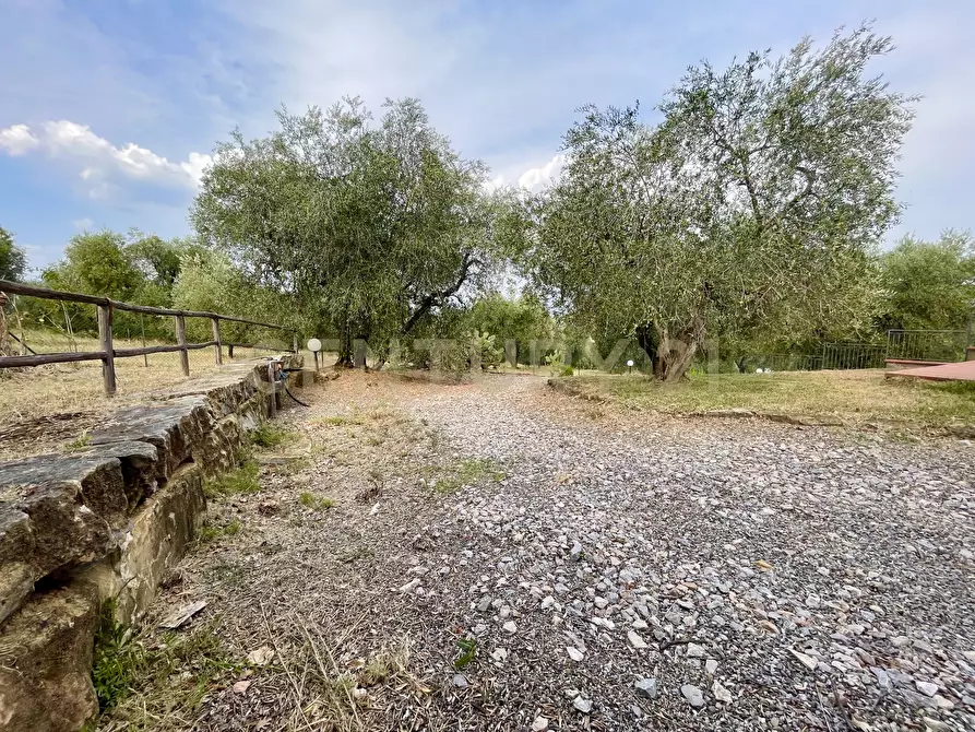 Immagine 21 di Azienda agricola in vendita  in località colle di lupo a Magliano In Toscana