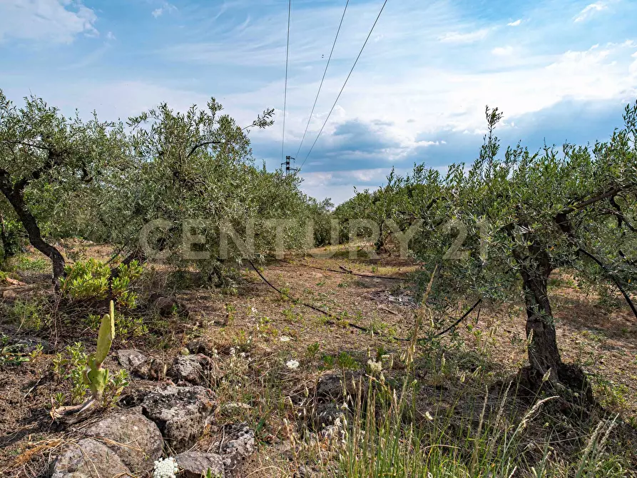 Immagine 53 di Terreno agricolo in vendita  in Via San Leo a Adrano