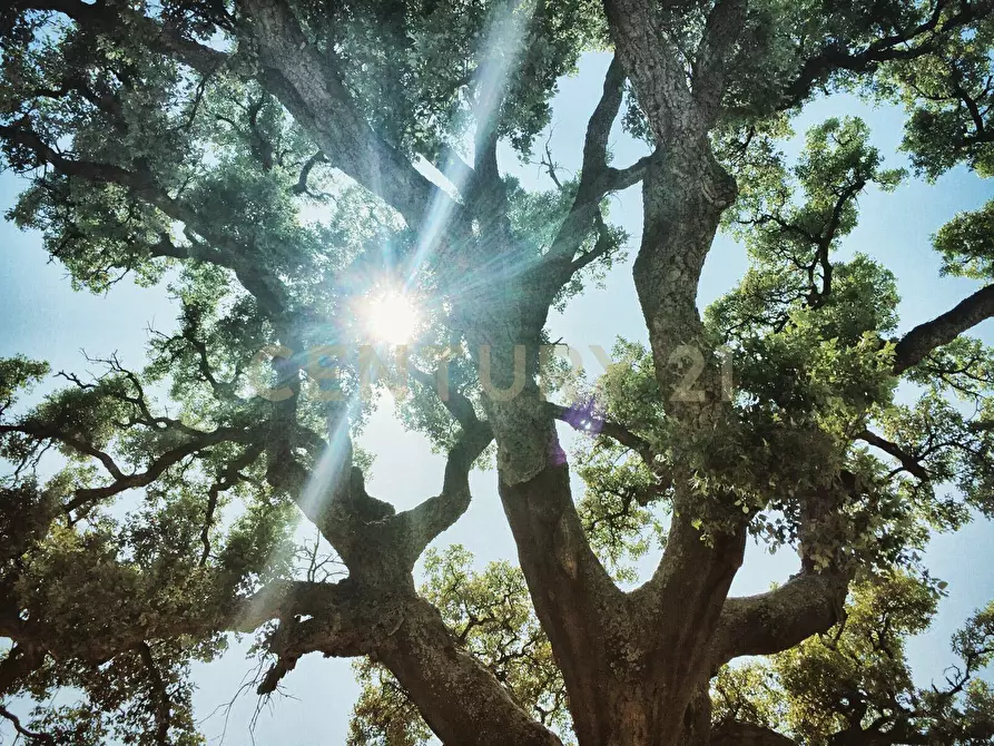 Immagine 39 di Rustico / casale in vendita  in località podere bizzarri a Scarlino