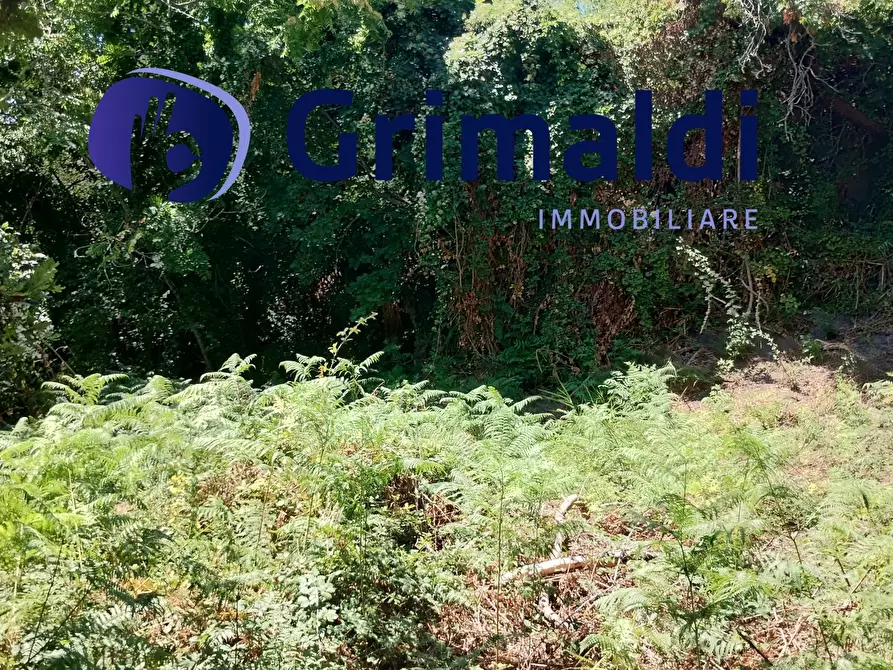 Immagine 4 di Terreno agricolo in vendita  in Corsa Regina Elena SNC a Barano D'ischia