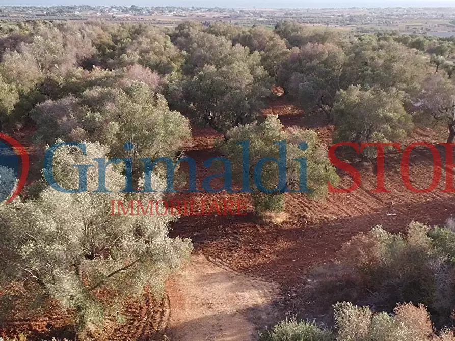 Immagine 13 di Terreno agricolo in vendita  a Manduria