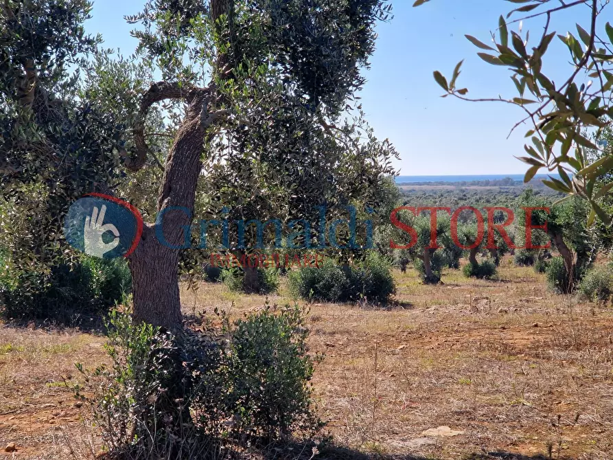 Immagine 22 di Casa indipendente in vendita  a Porto Cesareo