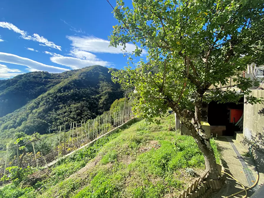 Immagine 39 di Casa bifamiliare in vendita  in Via alla Località Castagnola 66 a Sori