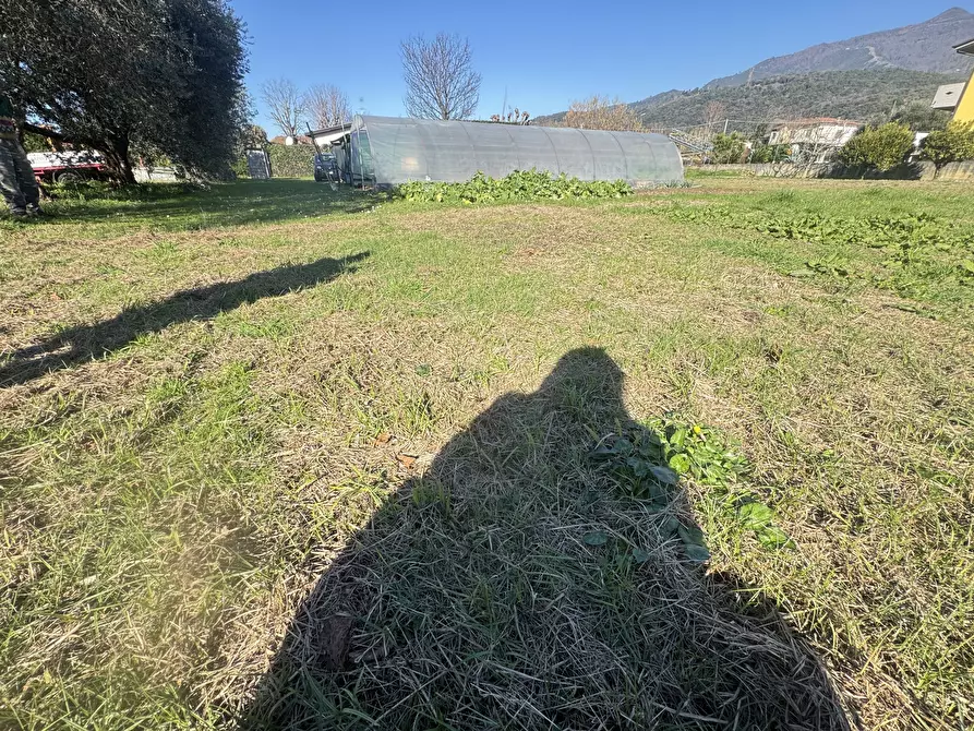 Immagine 8 di Terreno agricolo in vendita  a Pietrasanta