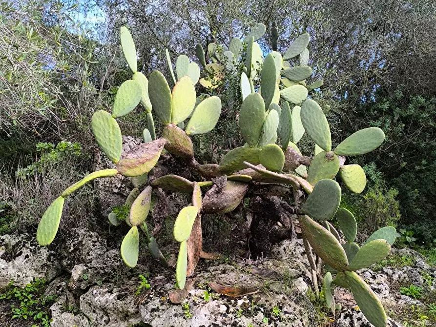 Immagine 23 di Villa in vendita  in Strada Vicinale Li Curuneddi Tronco B a Sassari
