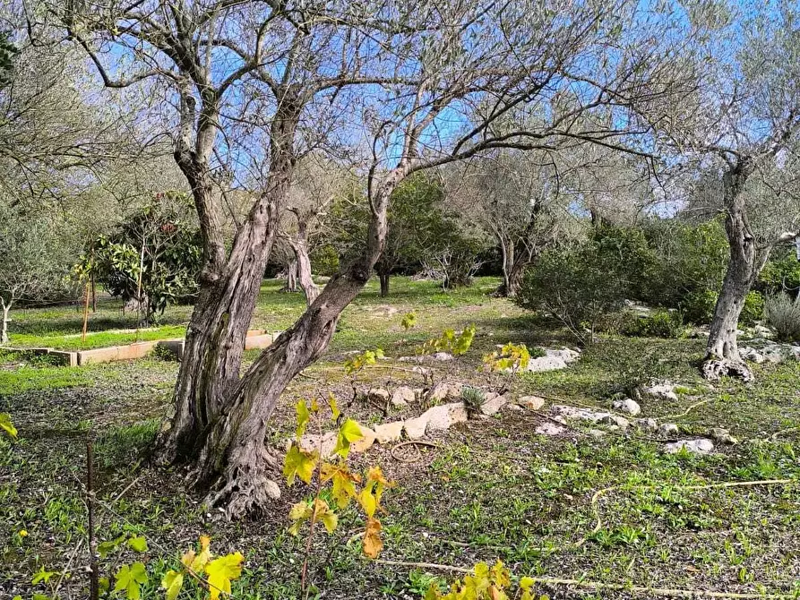 Immagine 36 di Villa in vendita  in Strada Vicinale Li Curuneddi Tronco B a Sassari