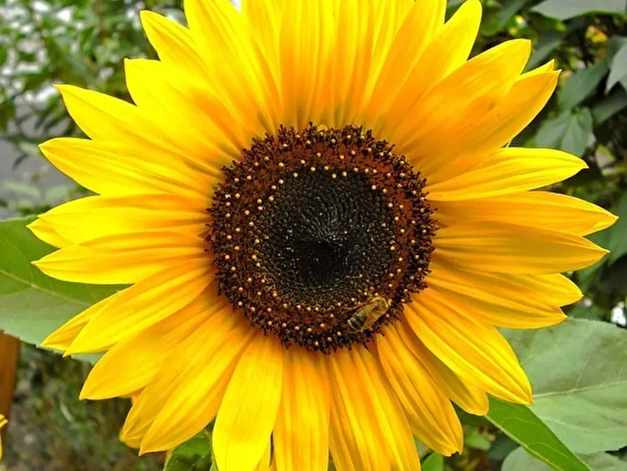 Immagine 10 di Attività commerciale in vendita  in Crespiatica via Dante Alighieri 25 a Crespiatica