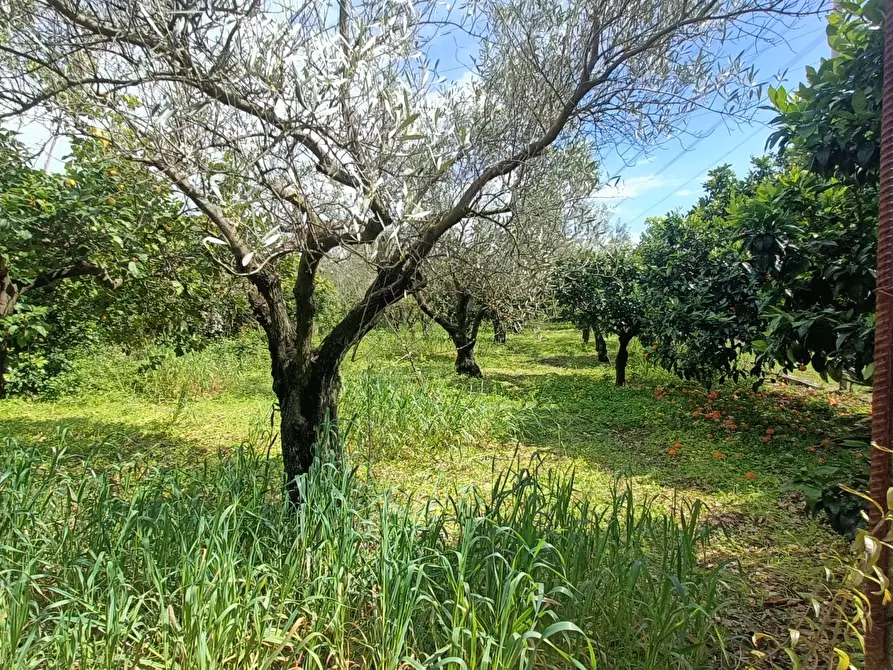 Immagine 16 di Casa indipendente in vendita  in strada provinciale a Pianopoli