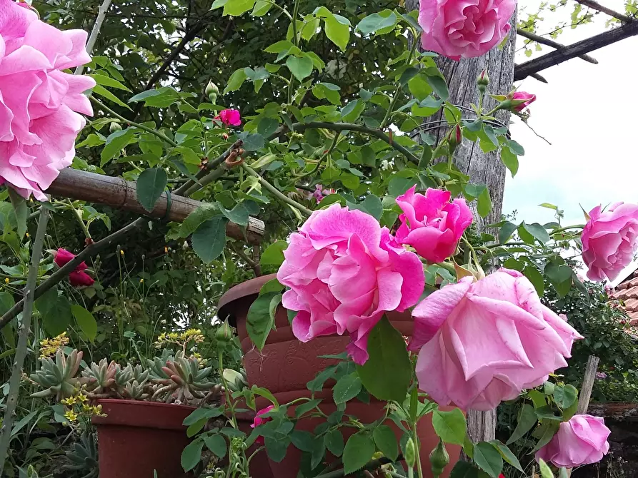 Immagine 48 di Casa indipendente in vendita  in Località Luscignano 18 a Casola In Lunigiana