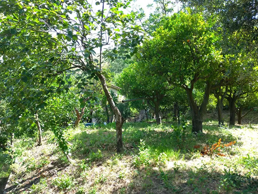 Immagine 3 di Terreno agricolo in vendita  in Via Fiano a Nocera Inferiore