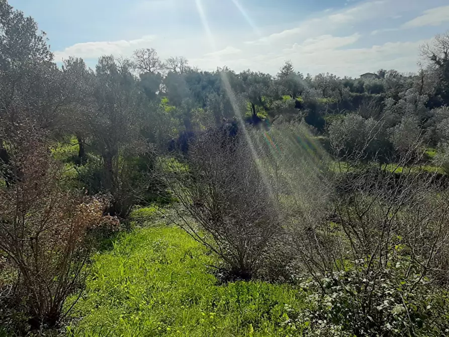 Immagine 5 di Terreno agricolo in vendita  in via raiello a Montecorvino Rovella