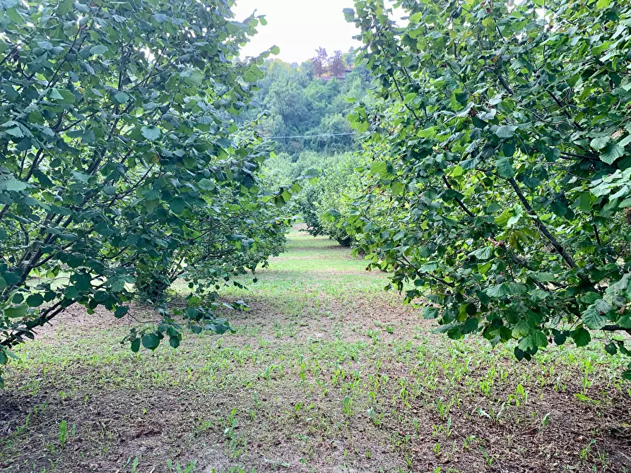 Immagine 10 di Terreno agricolo in vendita  in Borgata Pianezzo 102 a Dogliani