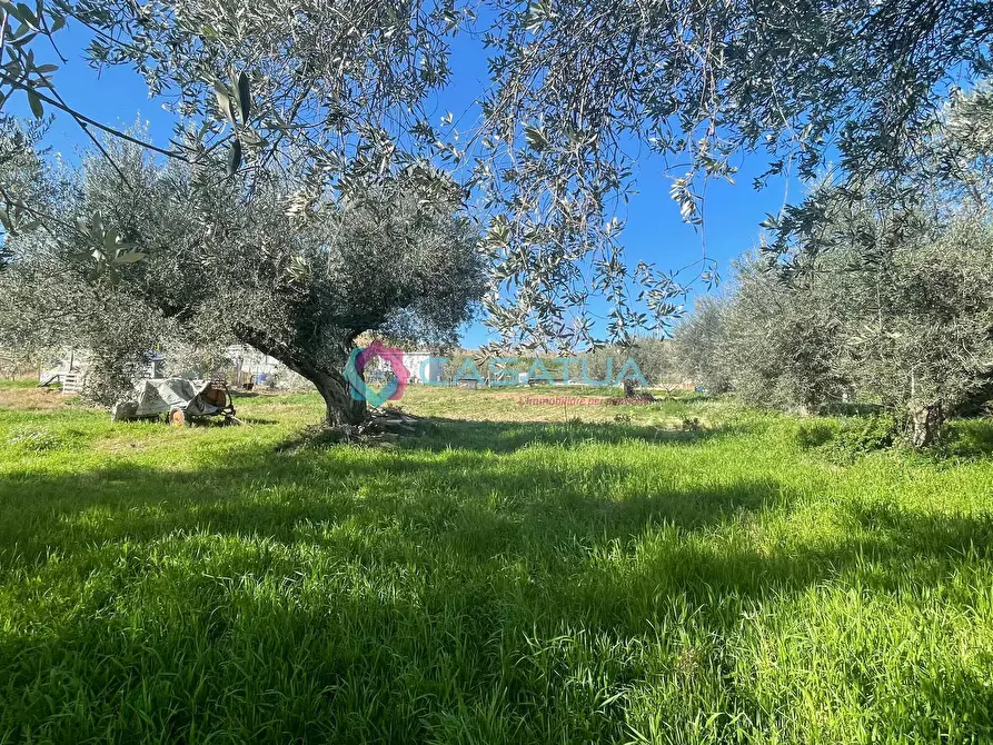 Immagine 31 di Terreno agricolo in vendita  a Silvi