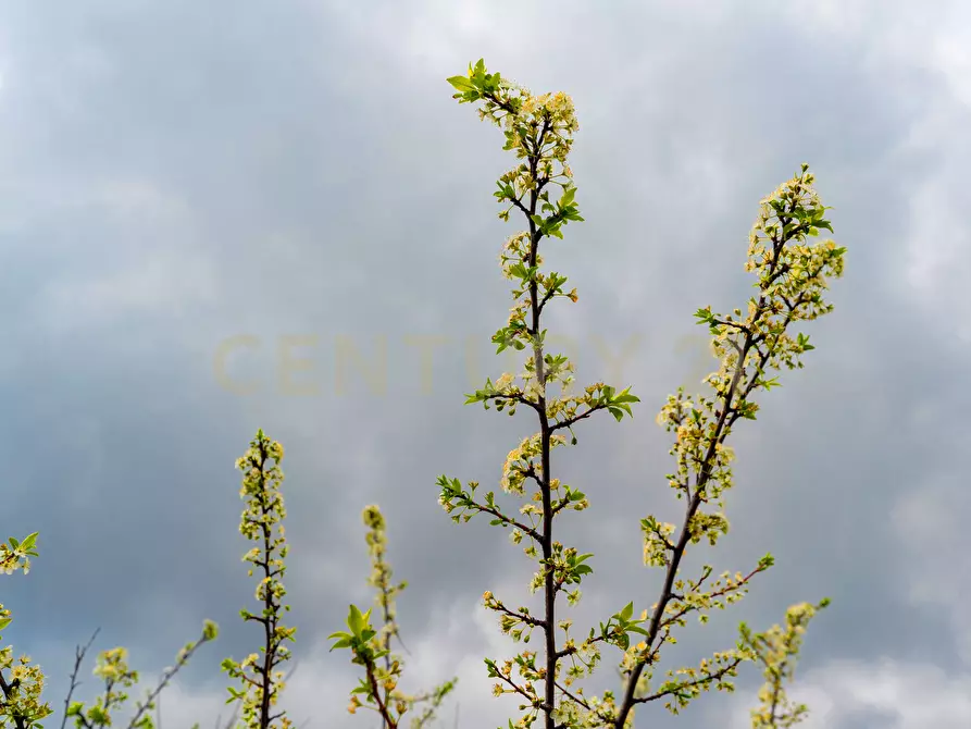 Immagine 20 di Casa indipendente in vendita  in Via Armando Diaz 83 a Zafferana Etnea