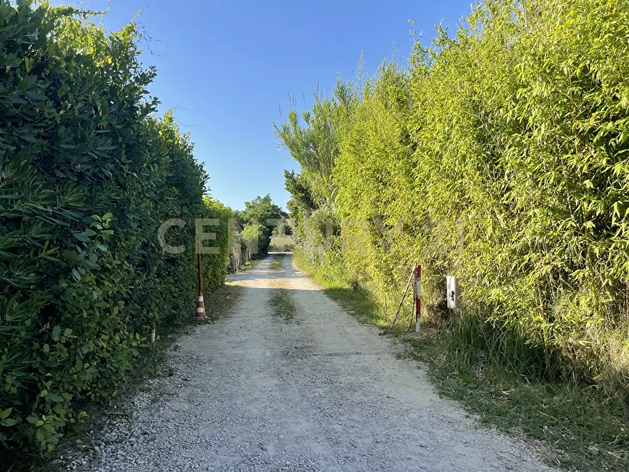 Immagine 12 di Terreno agricolo in vendita  in Via di Cameretta a Orbetello