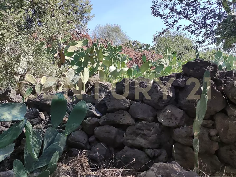 Immagine 26 di Terreno agricolo in vendita  in CONTRADA RACCOMANDATA a Misterbianco
